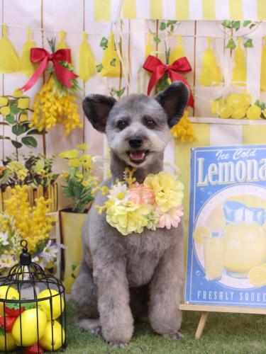 20240427シルヴァくん